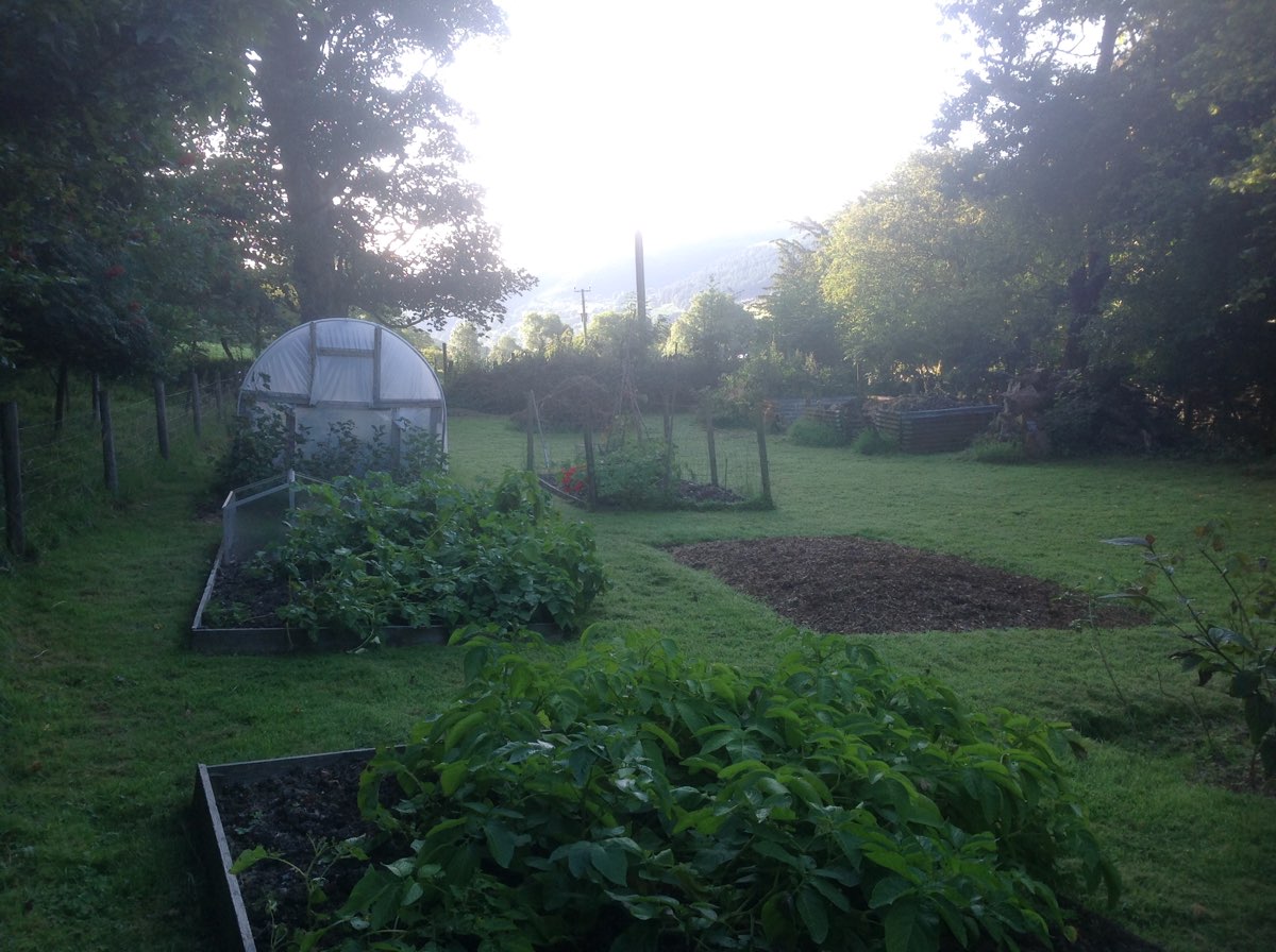 veg garden.jpg