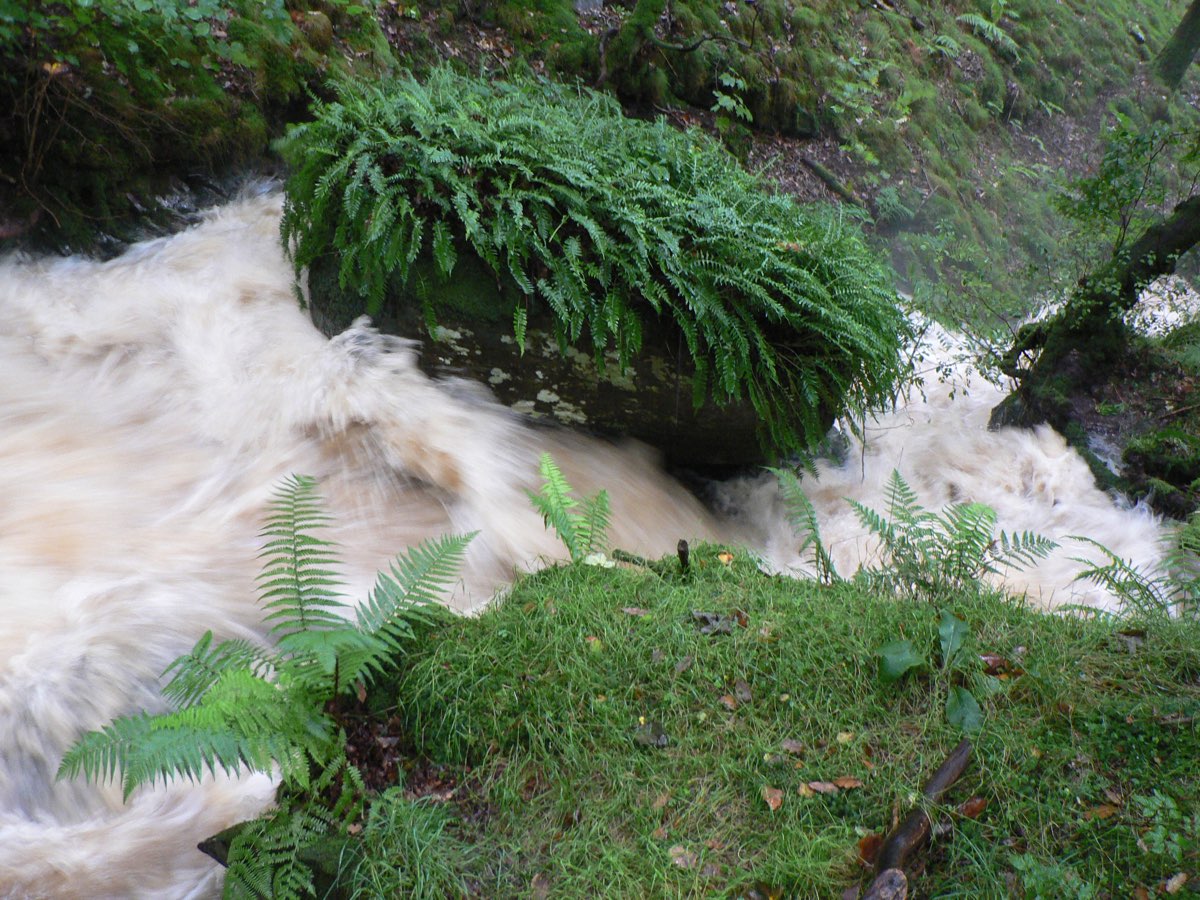 stream flood4 1108.jpg