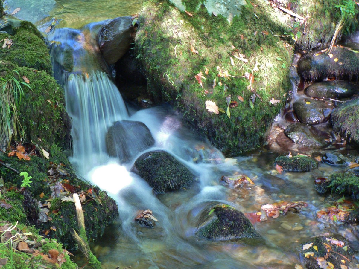 stream leaves 0710.jpg