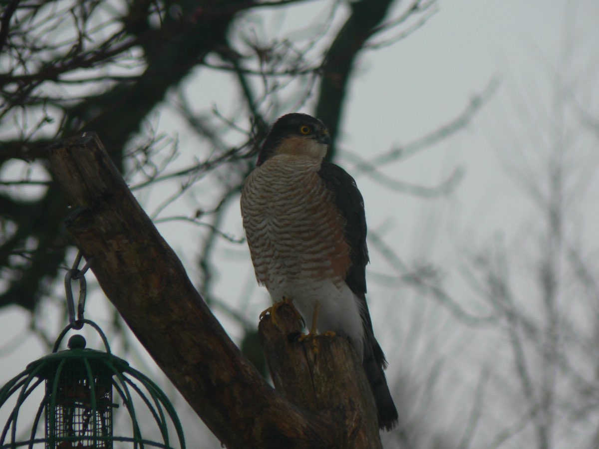 birds sparrowhawk2 0110.jpg