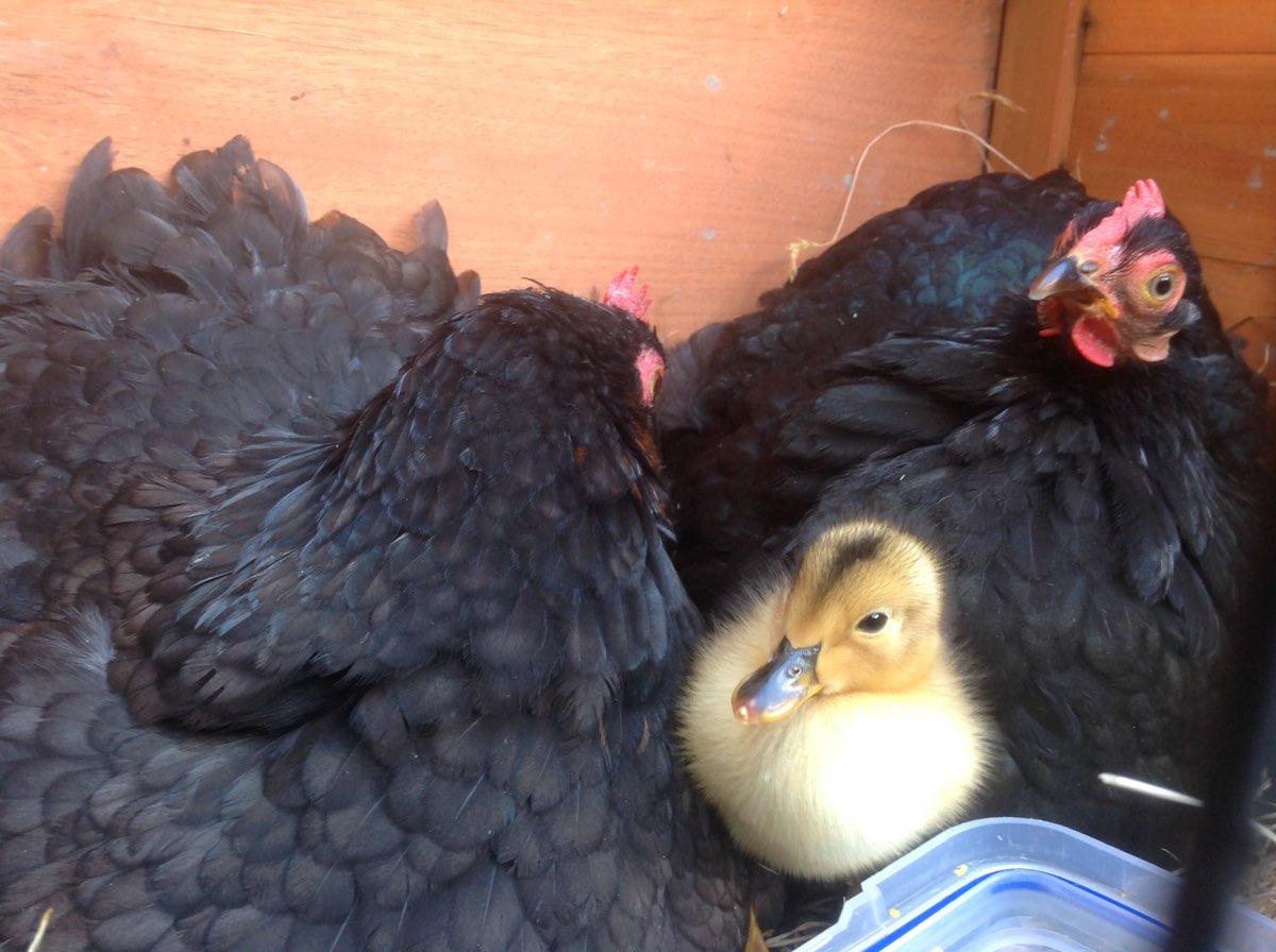 duckling and chickens.jpg
