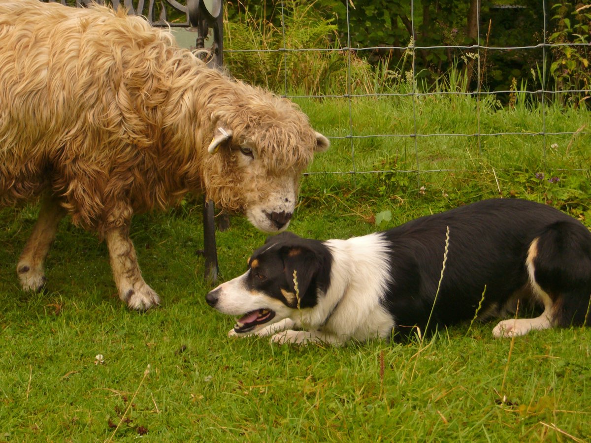 sheep and dog 0412.jpg