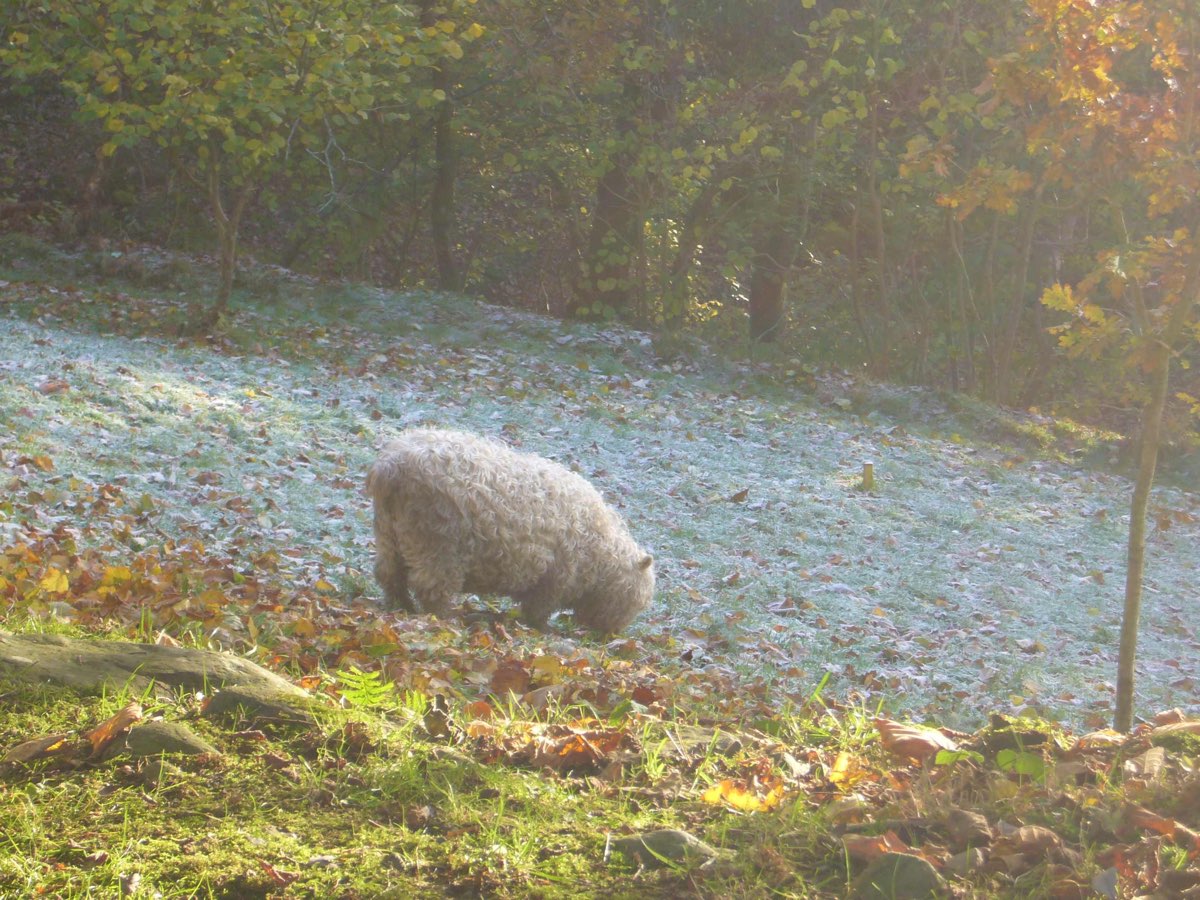 sheep eating leaves.jpg