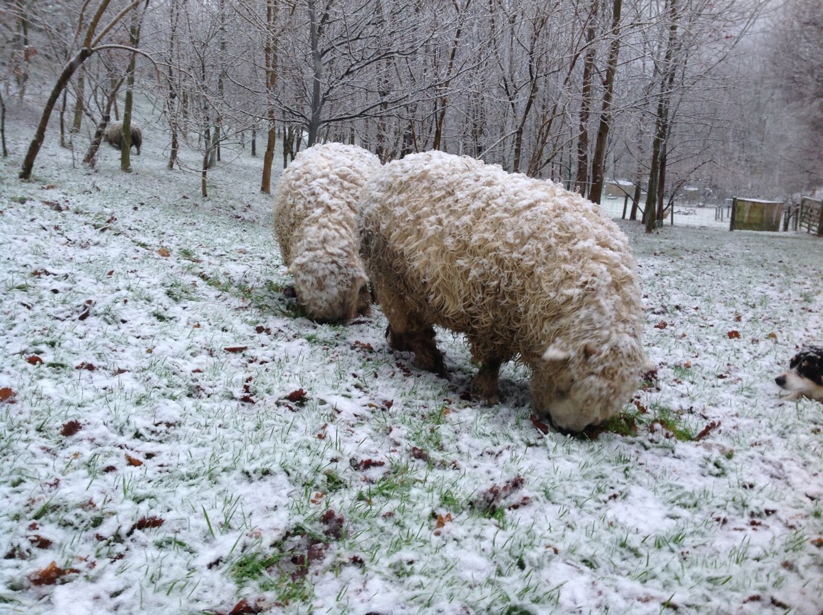 sheep eating snow.jpg