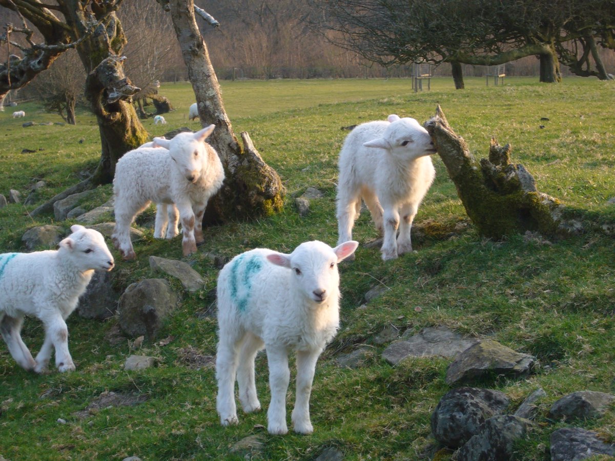 sheep lambs 0110.jpg