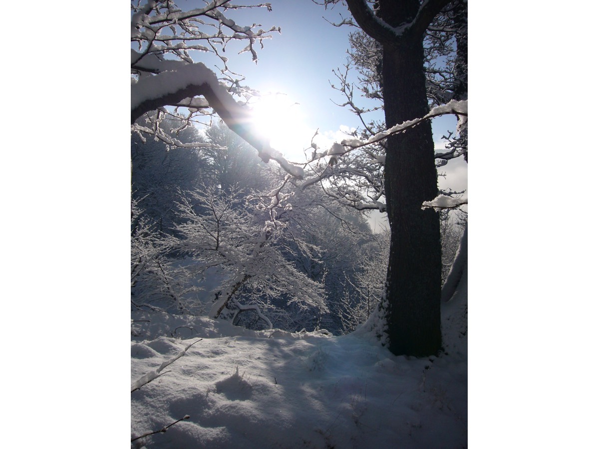 snow sun 0110.jpg