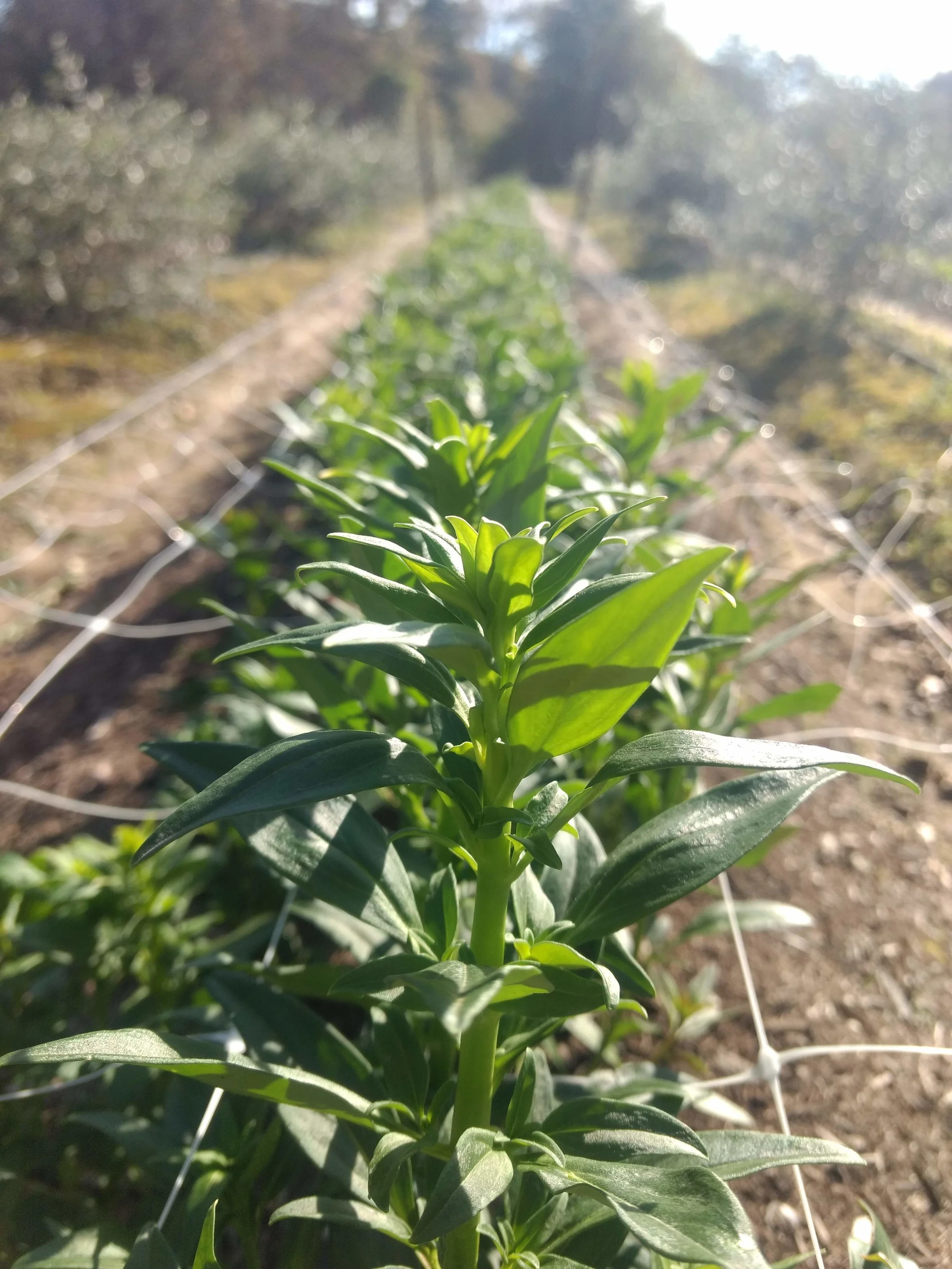 Snapdragon ‘Rocket’