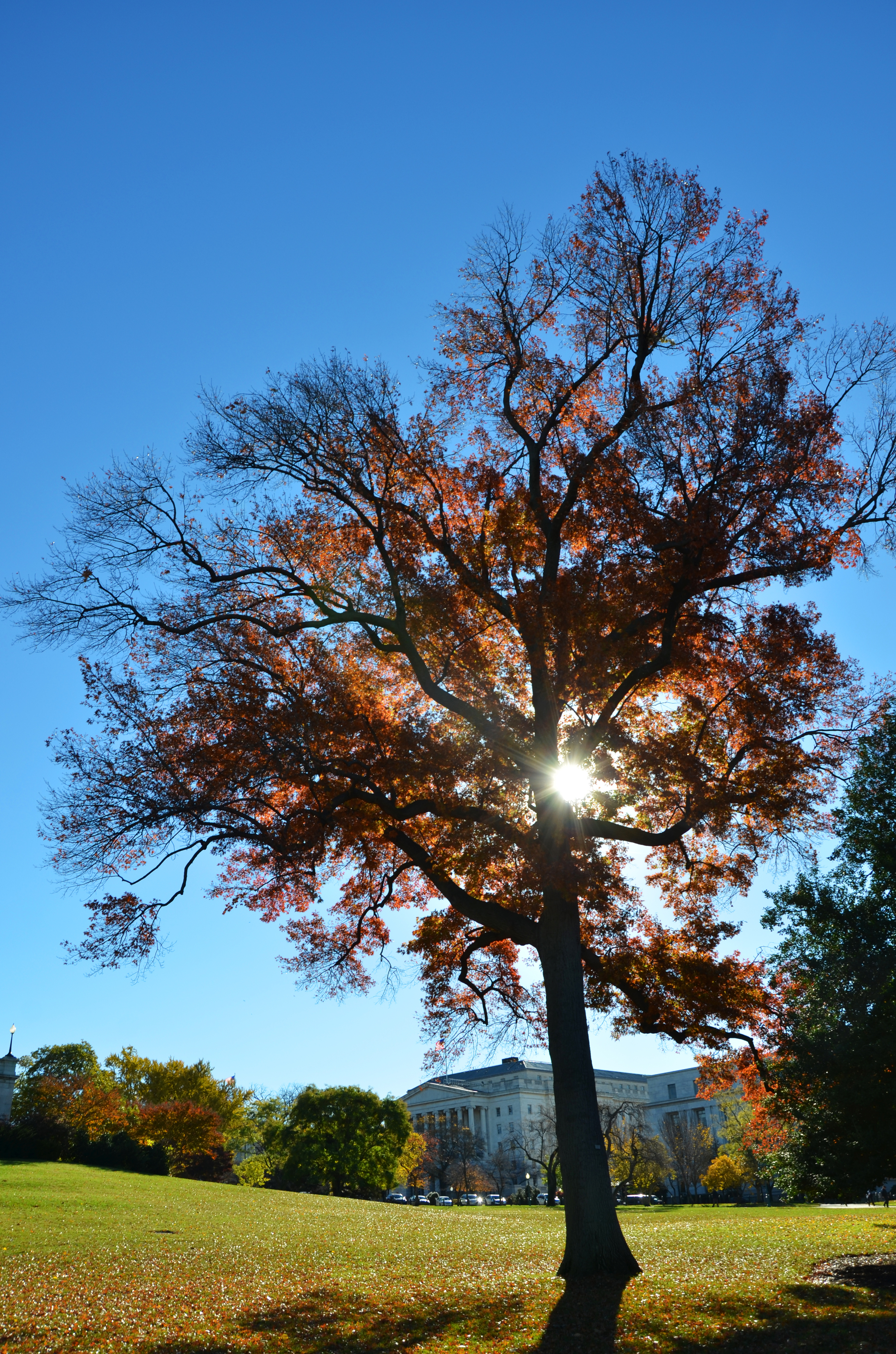 Just a Tree.jpg