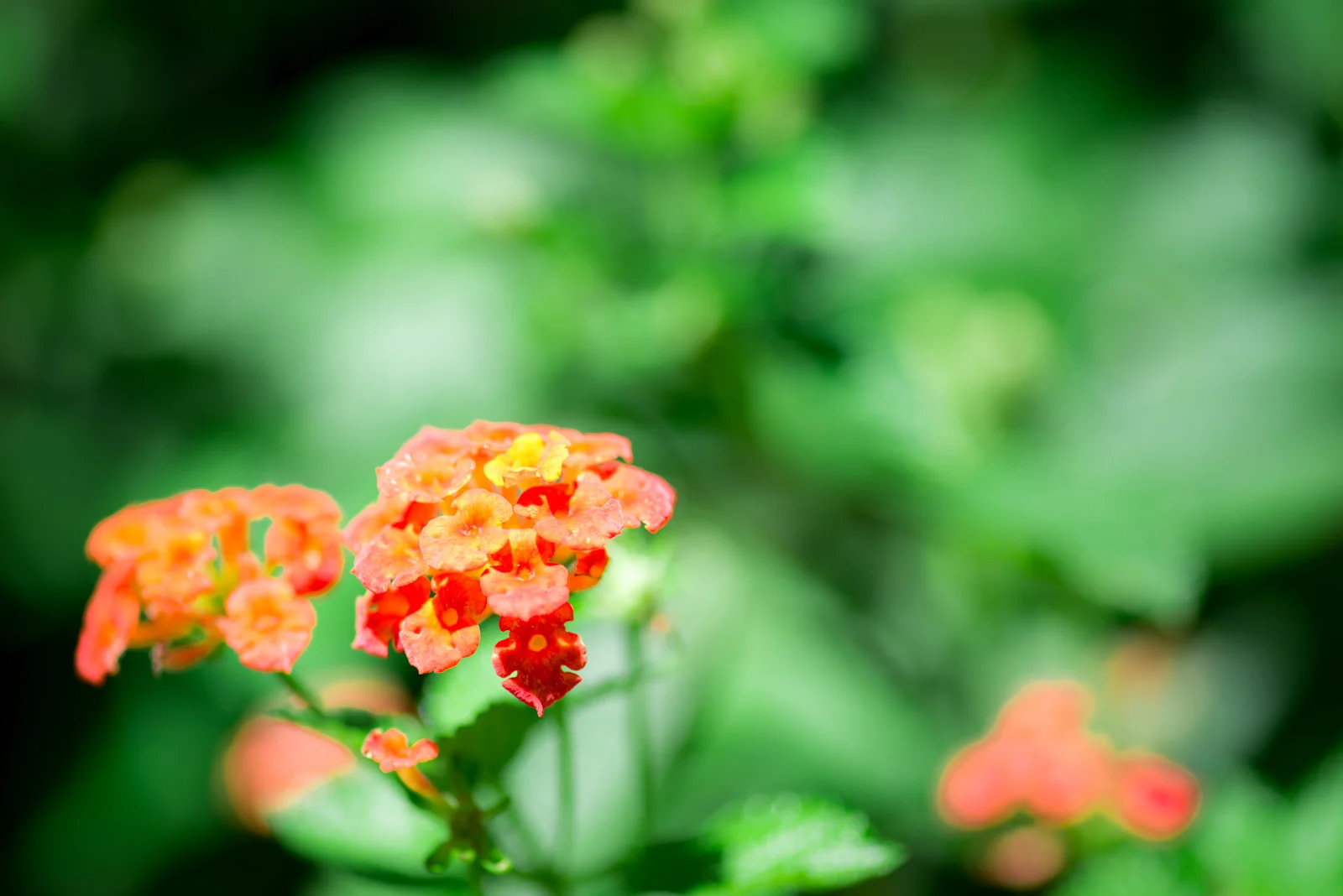 web green leaf-3.jpg