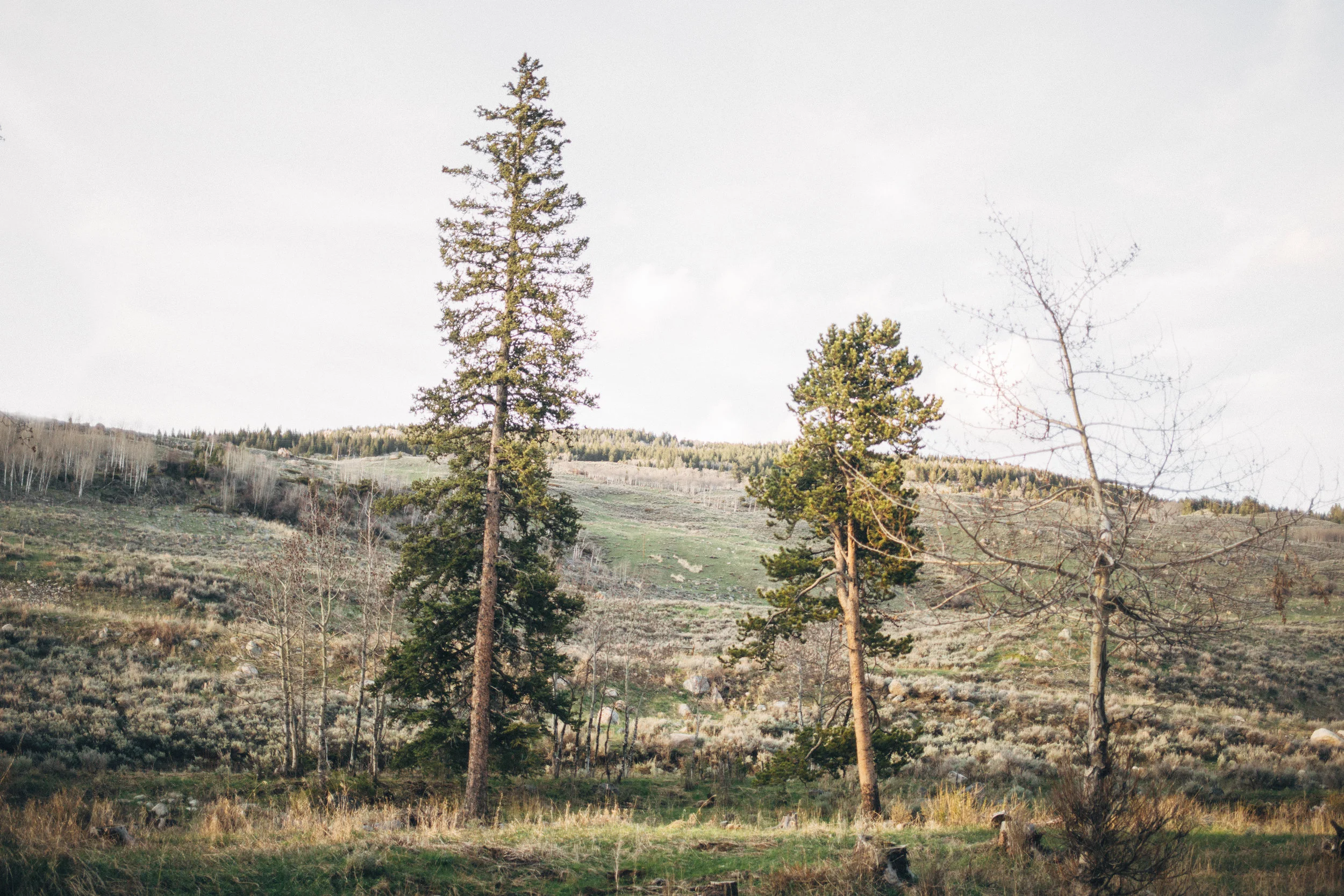 NSR_HappyScamper_ShellCreek-NSR_3001-Edit.jpg