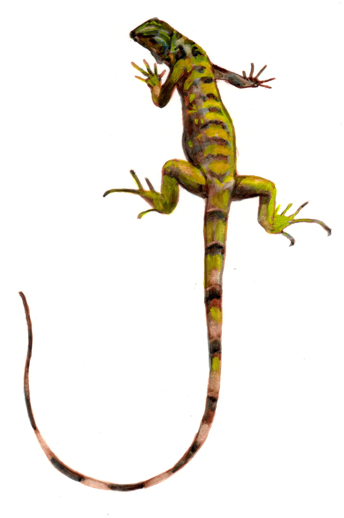 Nature 18-Iguane queue.jpg