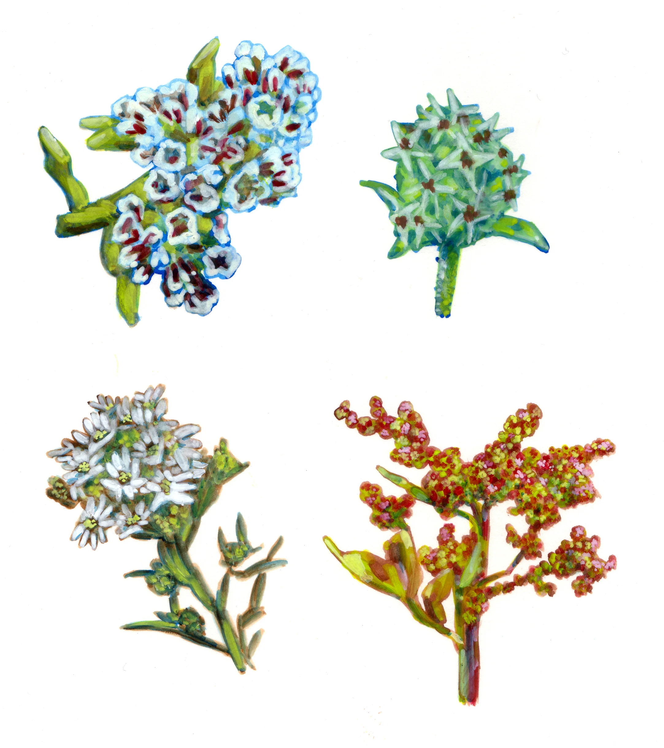Nature 05-p28-31-fleurs.jpg