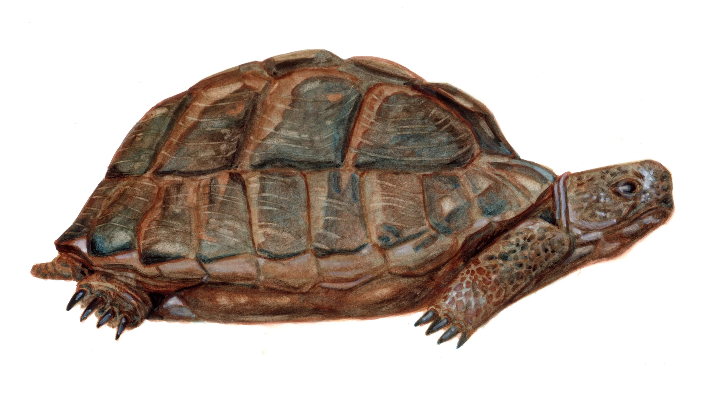 Nature 06-Tortue.jpg
