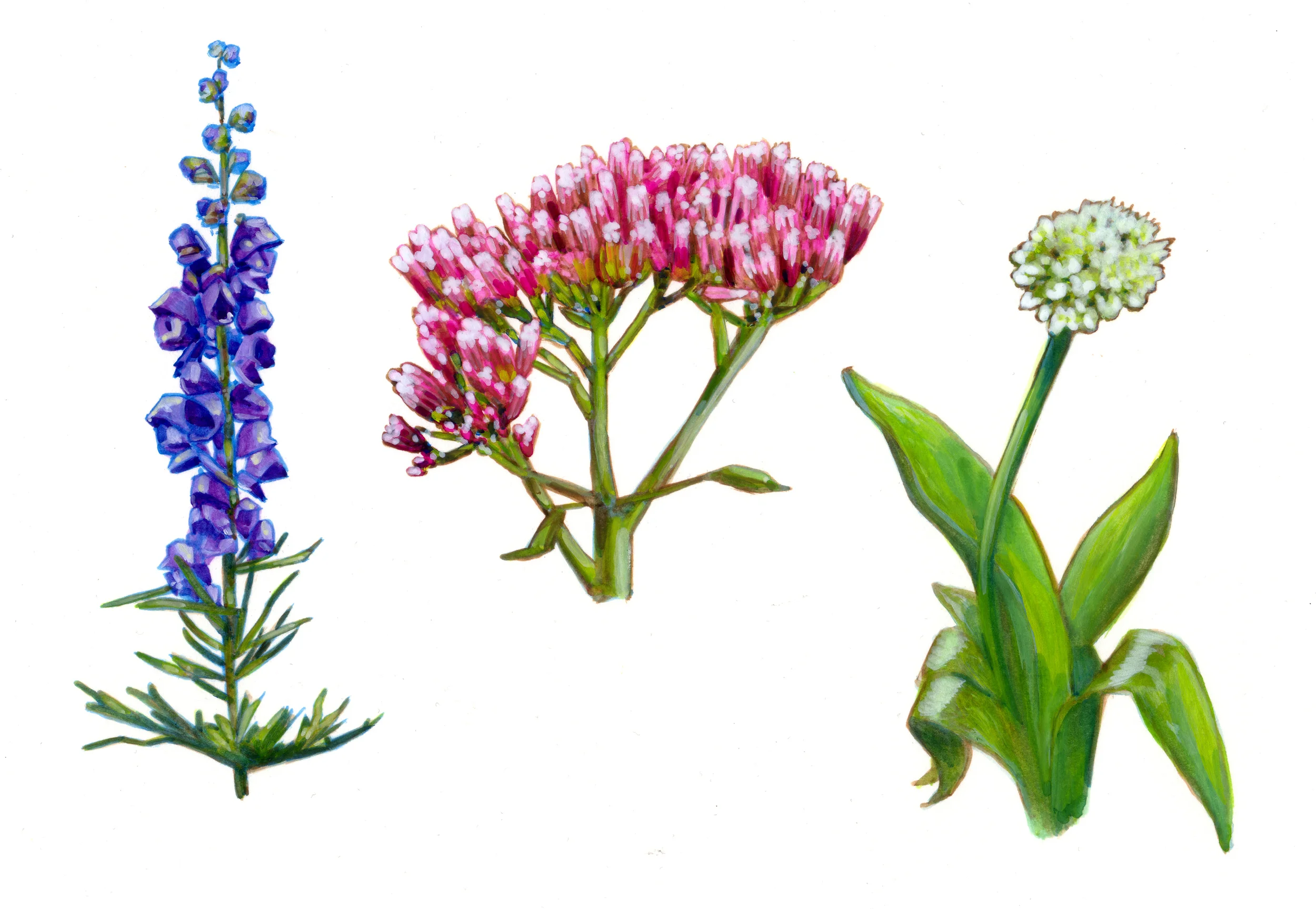 Nature 07-Fleurs 1.jpg