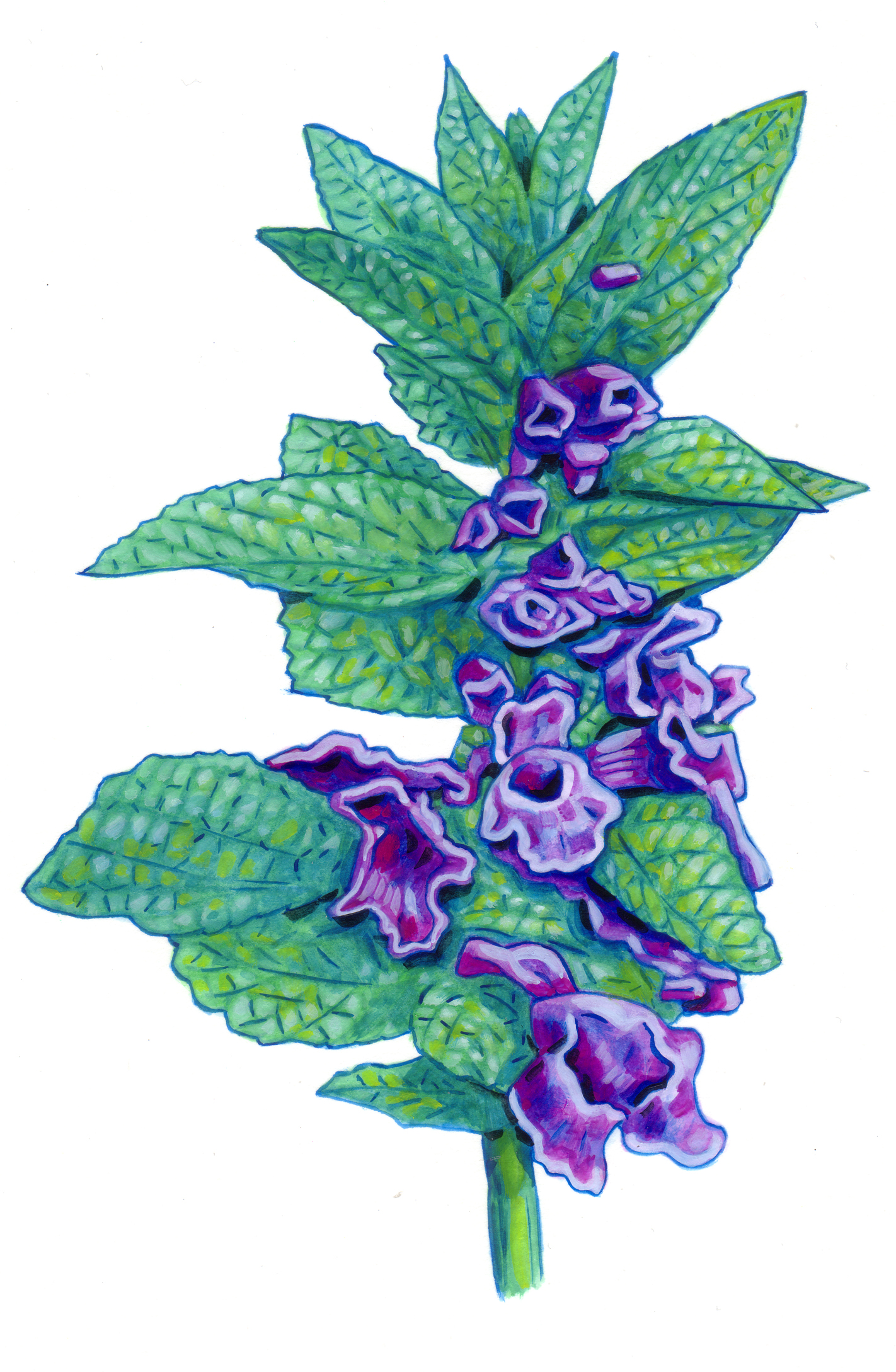 Nature 10-Mélitte.jpg