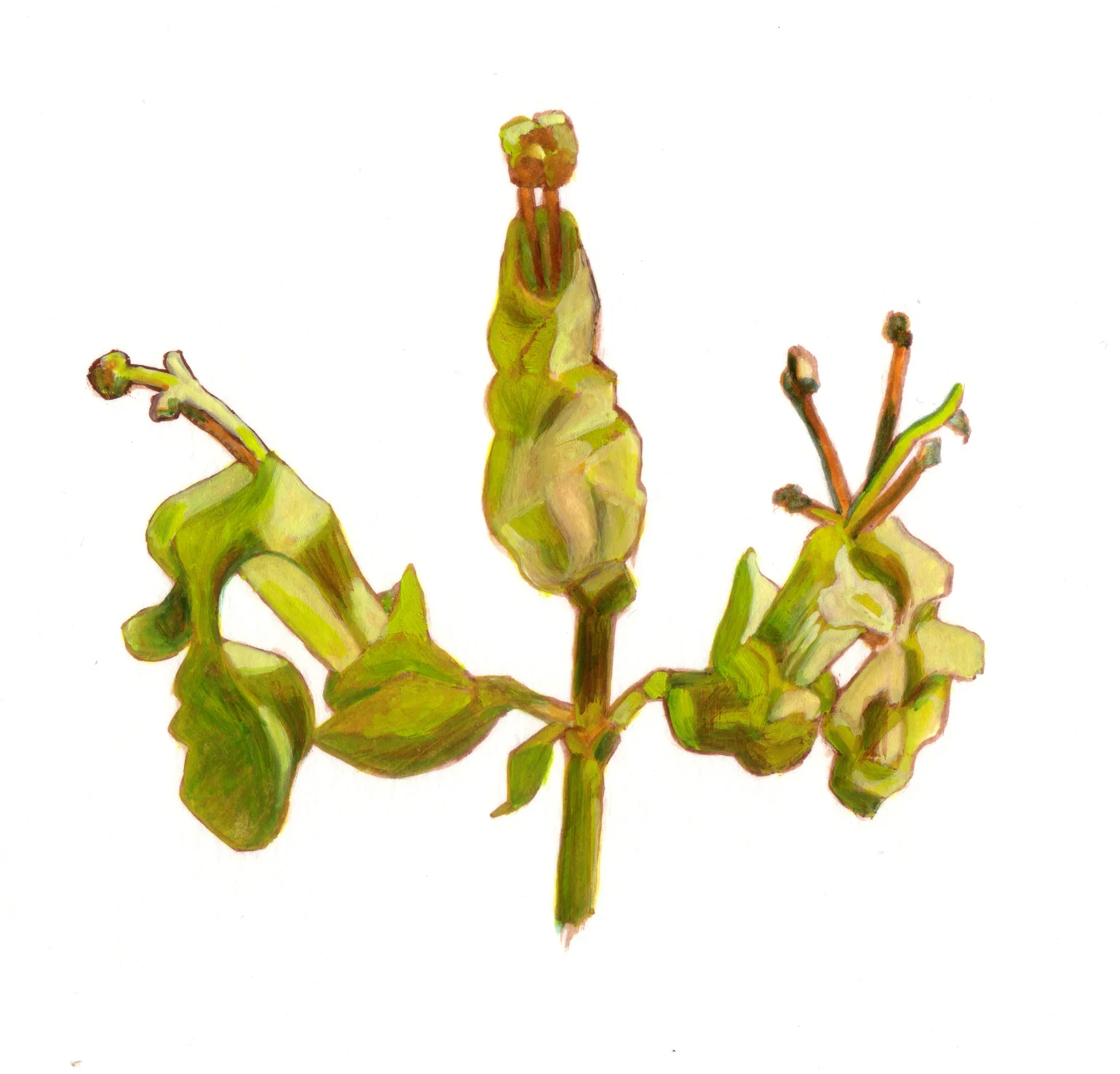 Nature 13-Germandrée.jpg