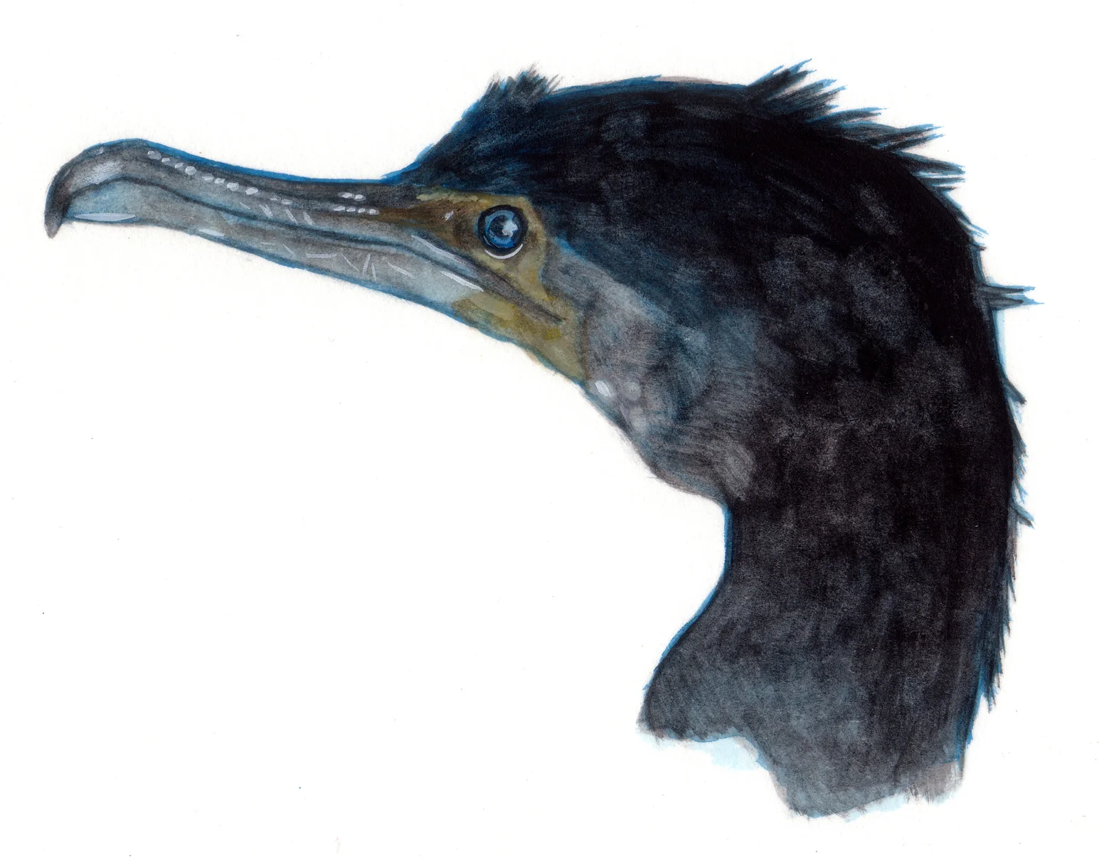 Nature 16-Cormoran bec.jpg