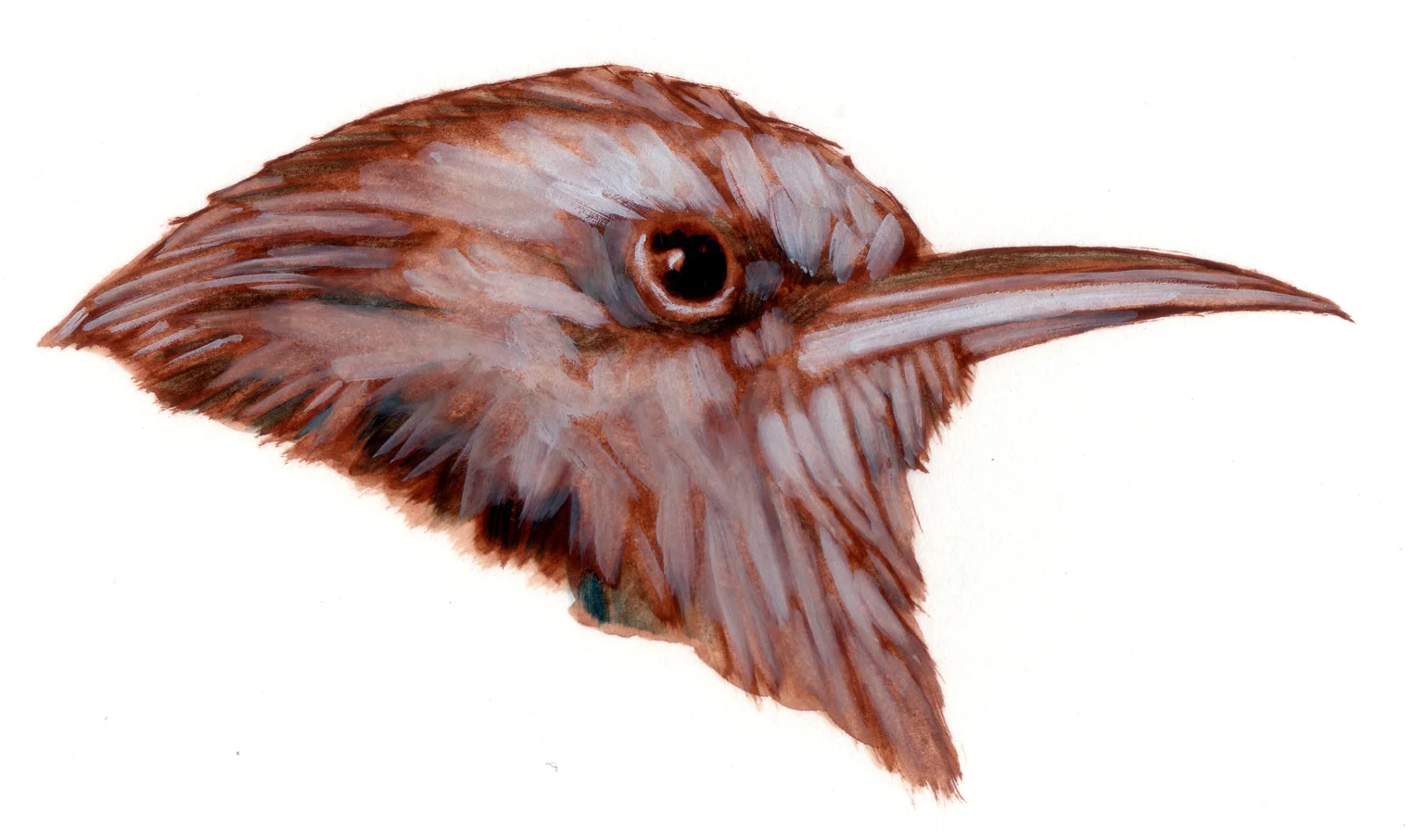 Nature 17-Gaimpereau des bois.jpg