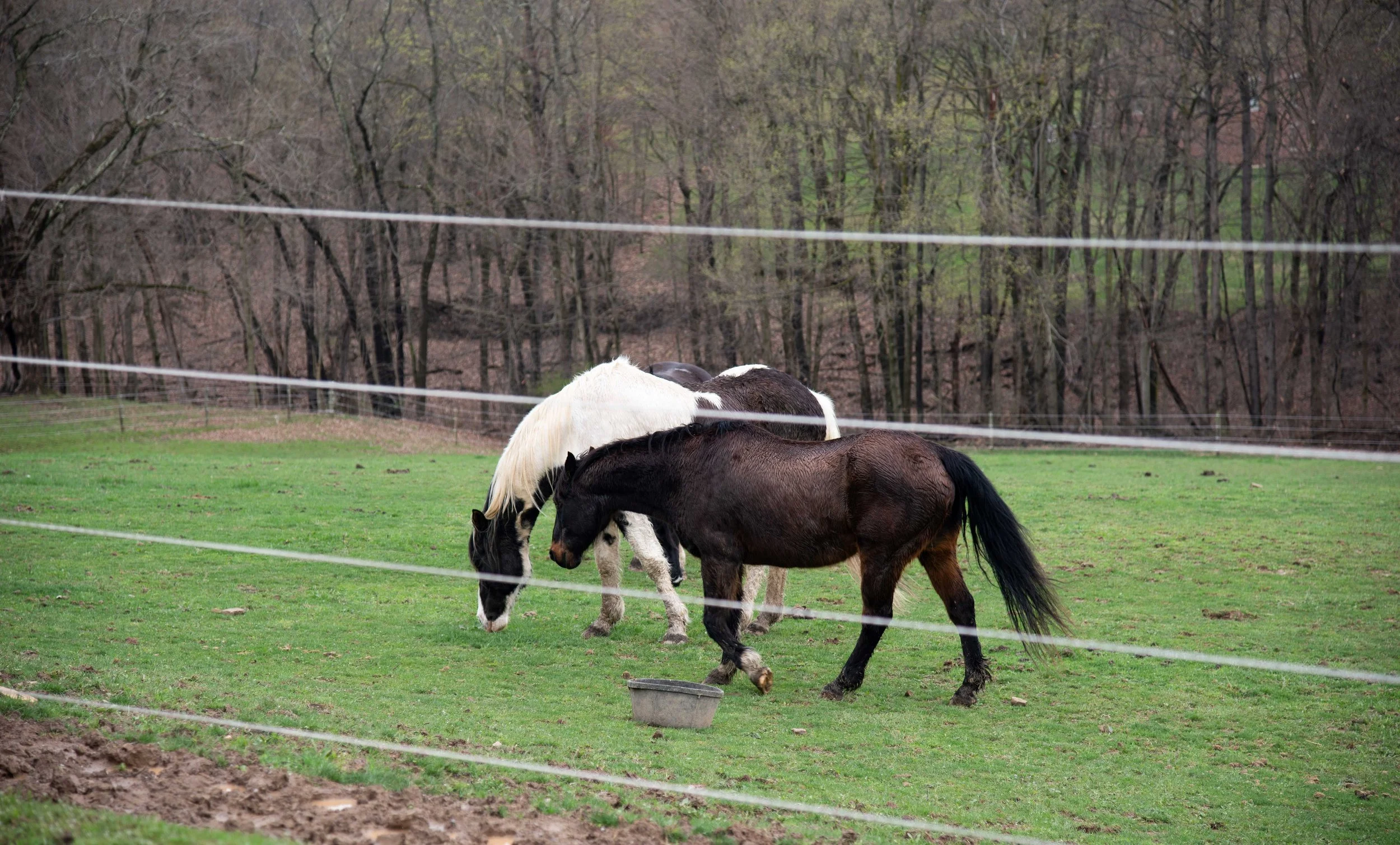 Horses in field.jpg