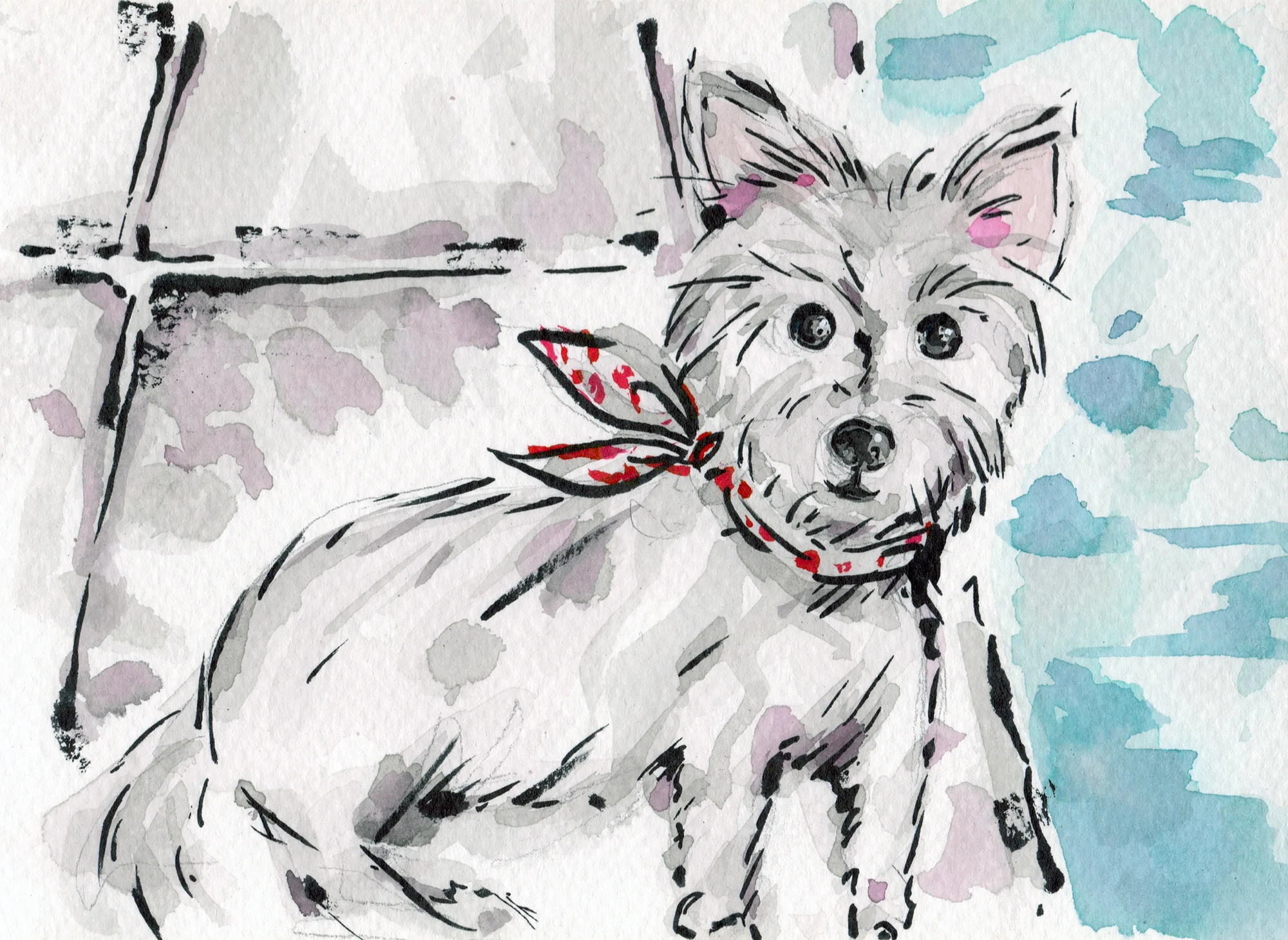 hazel grace the westie