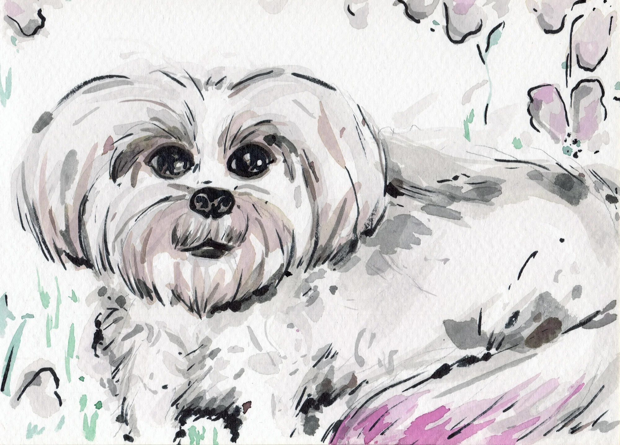 zooey the shih tzu