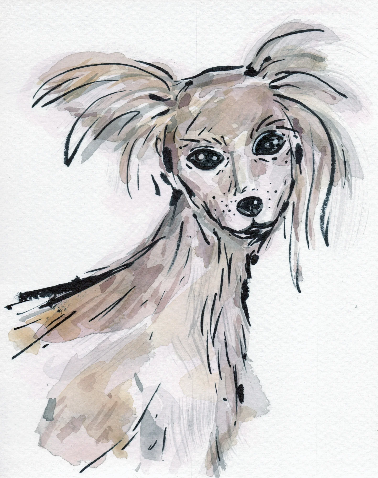 faye the sighthound