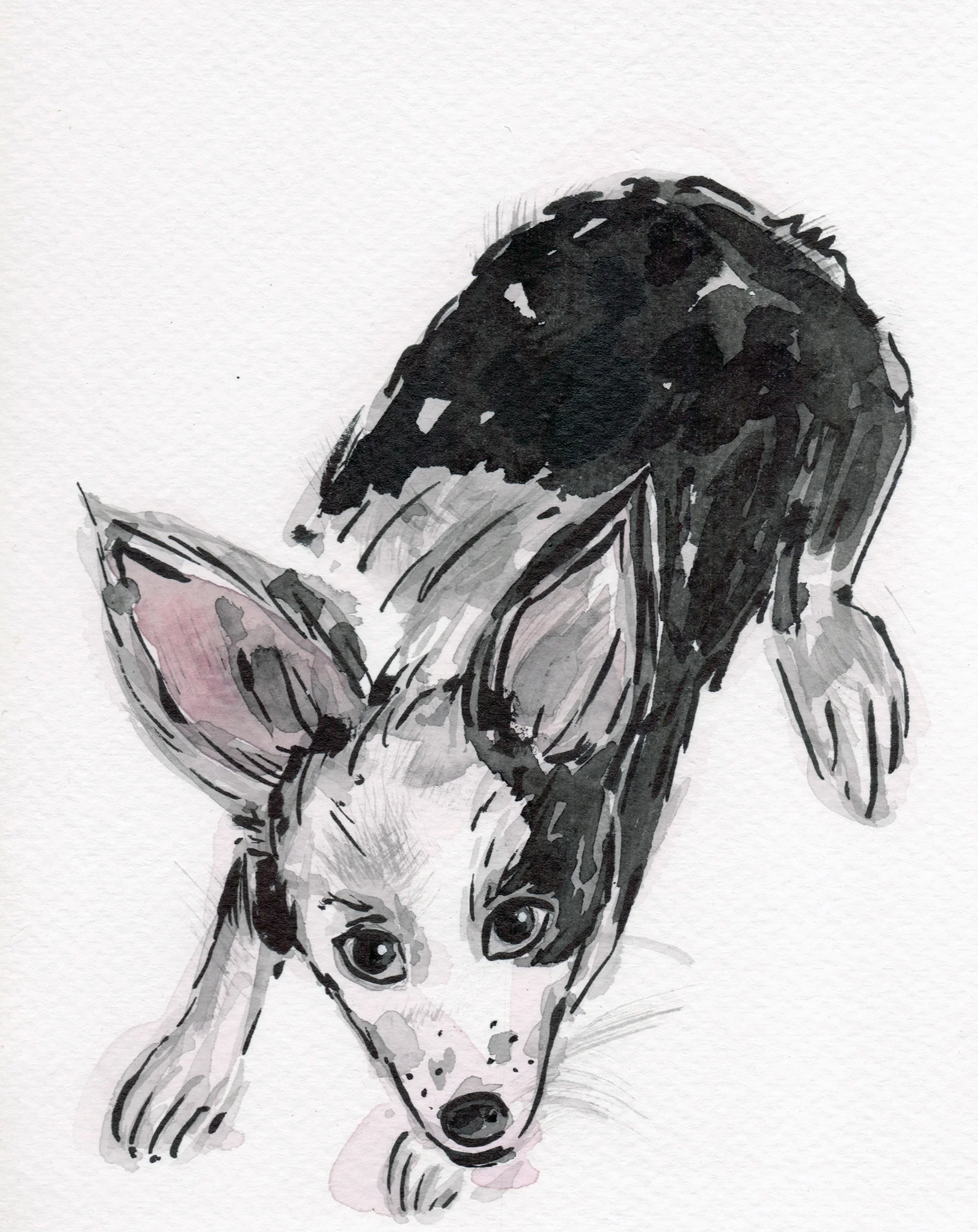 skadi the border collie