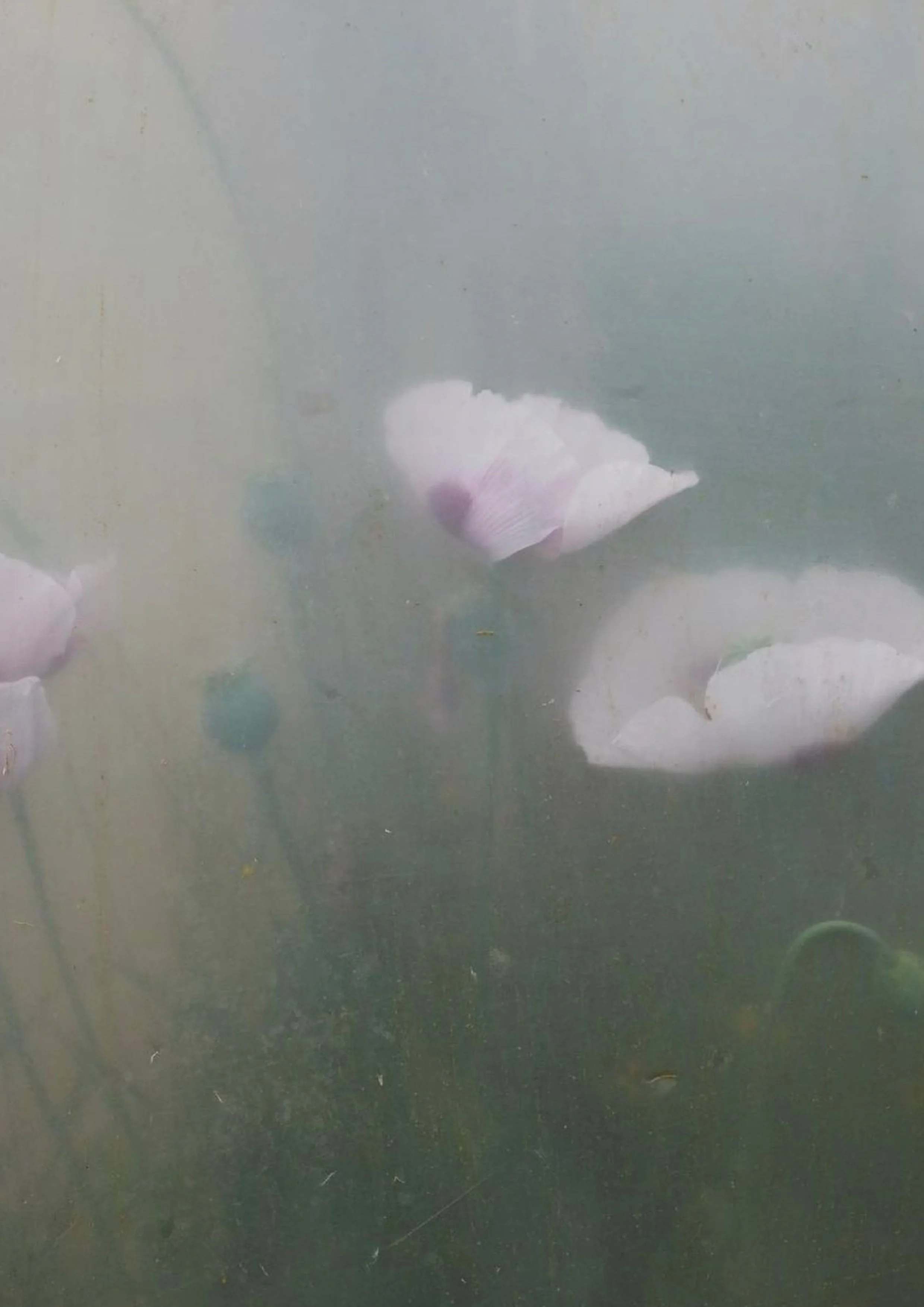 POPPIES IN JUNE_HIGH RES.jpg