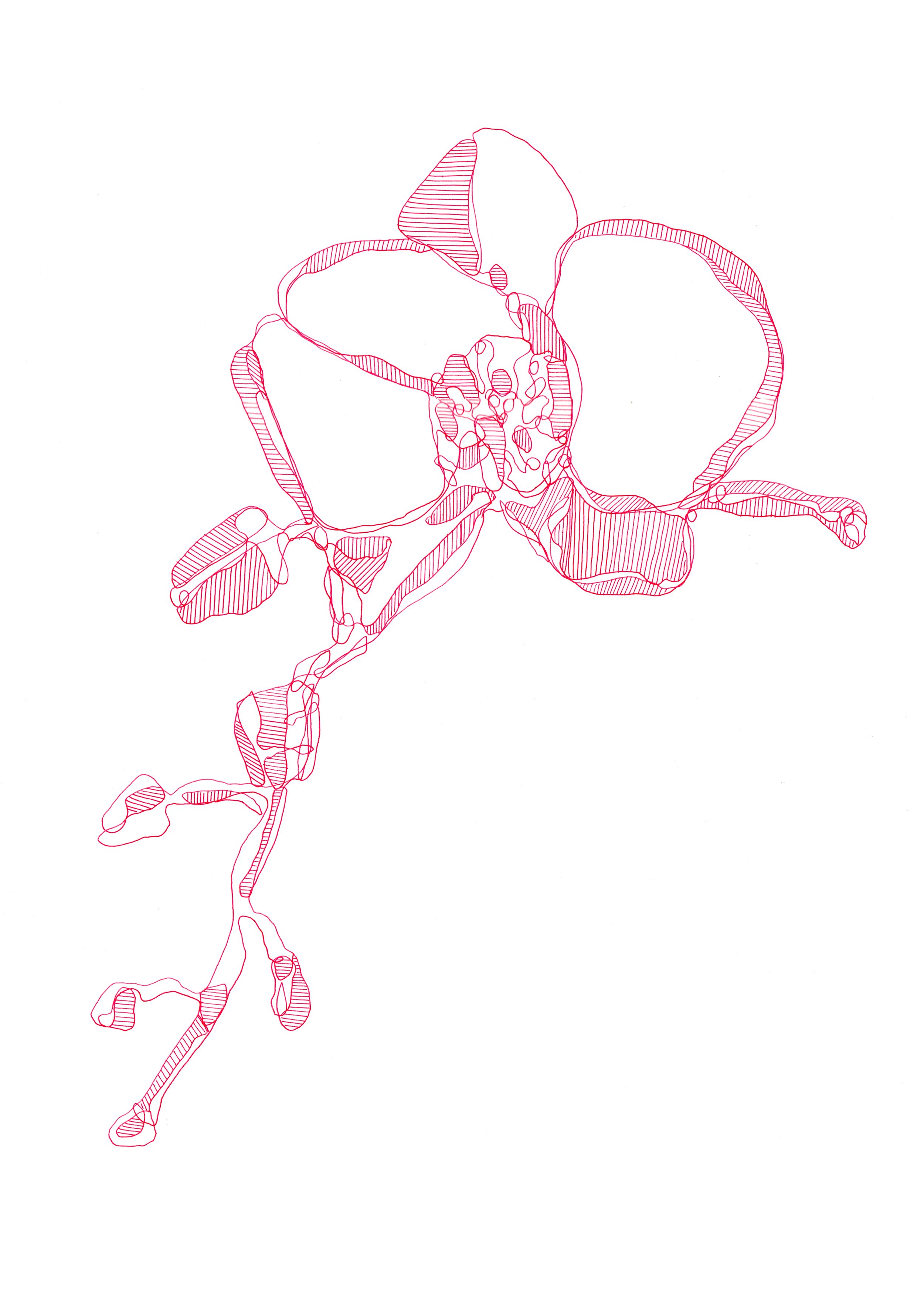 Print 54