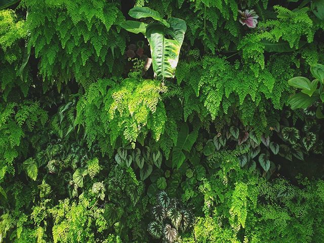 So green, it almost seems surreal 🌿🌴 . .
.
.
.
.
.
.
#nationaldestinations&nbsp;&nbsp;#destinationearth&nbsp;#awesomepix#earthawesome&nbsp;#fantastic_earth#thebeautifultravels&nbsp;#earthlandscape#awesome_photographers&nbsp;#awesomeglobe#worldcaptu