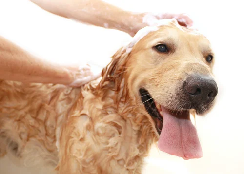 Perfect Pups Spa business photo
