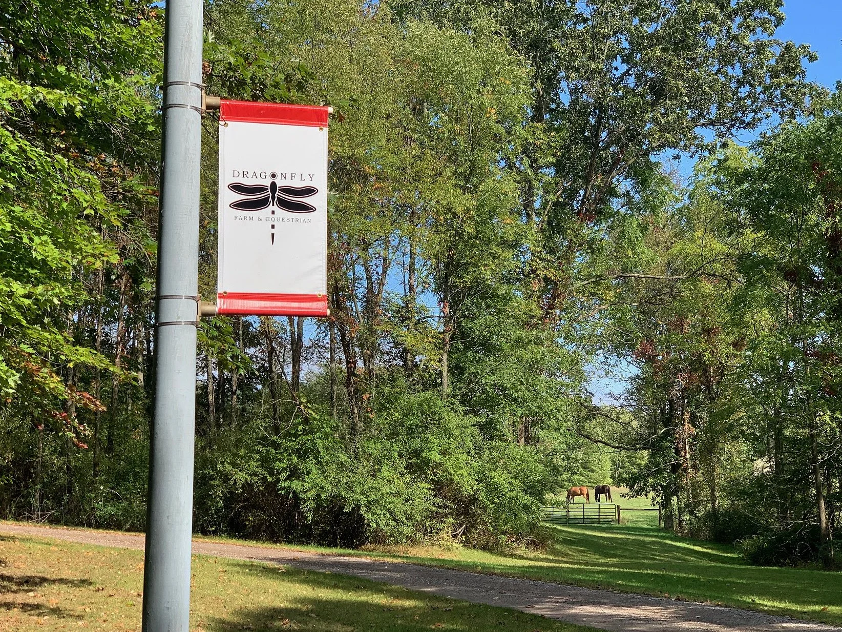 Dragonfly3.jpg