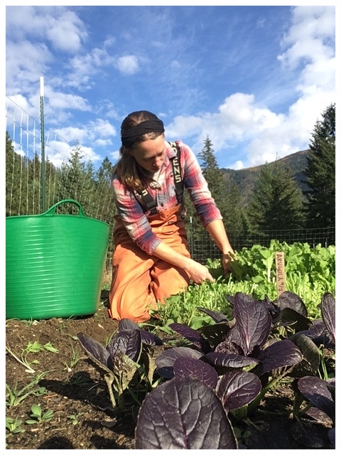 Katherine cutting arugula