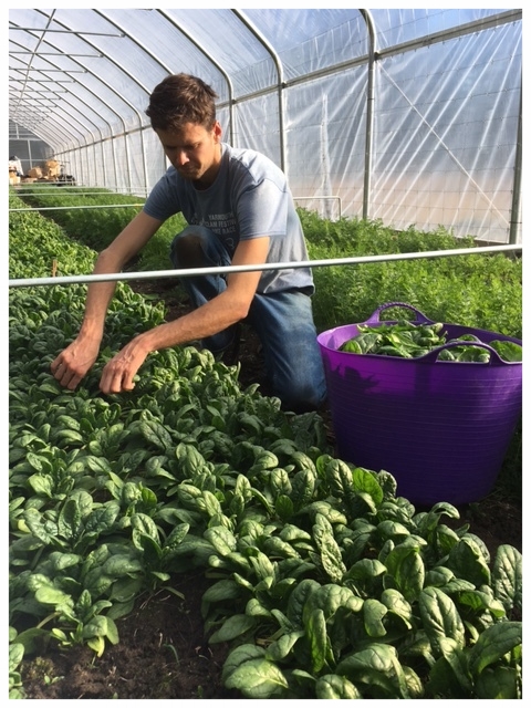 Spencer picking spinach.