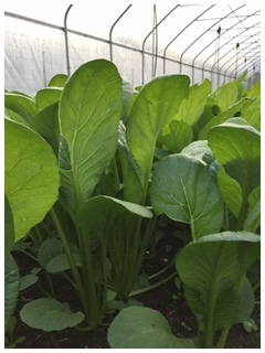 Baby Bok Choi