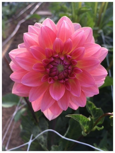 Sunset dahlia blooming in mid-June!