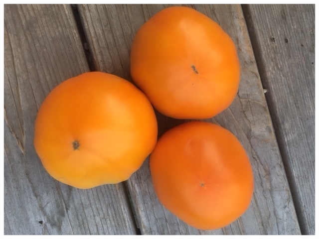 Valencia Tomatoes