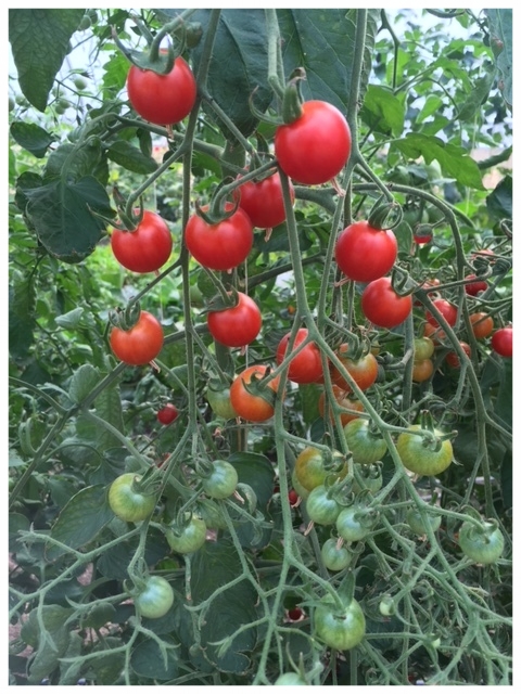 Supersweet 100 tomatoes