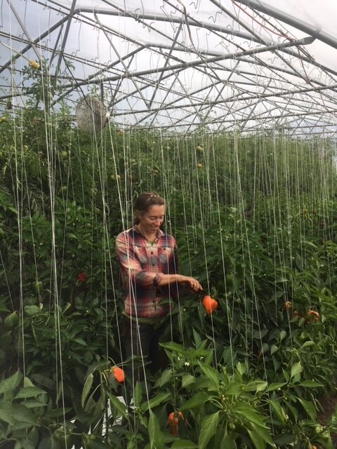 Katherine harvesting peppers