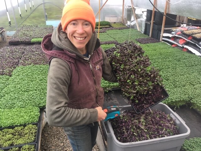 Katherine cutting microgreens