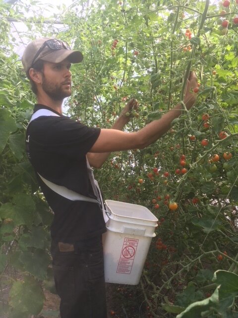 Spencer picking cherry tomatoes