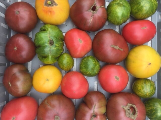 CSA heirlooms