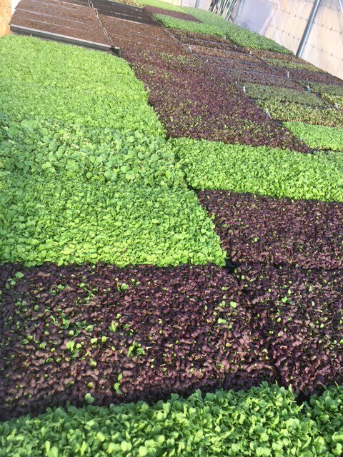 Microgreens carpet