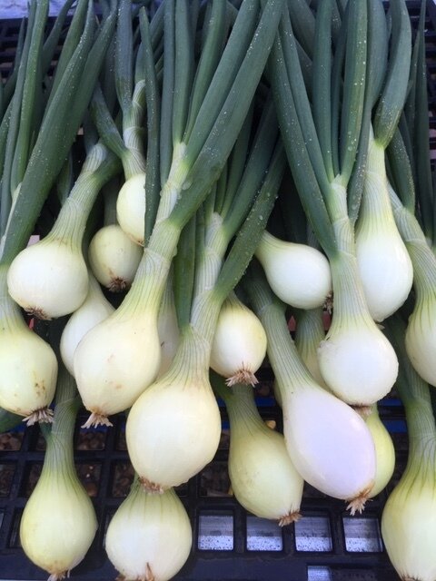 Bridger onions