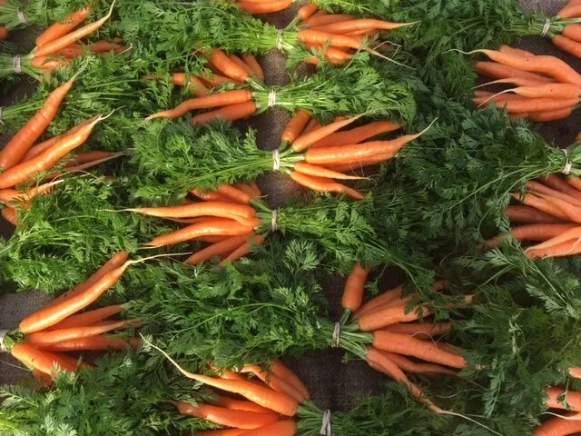 Carrots burlap.JPG APR.JPG