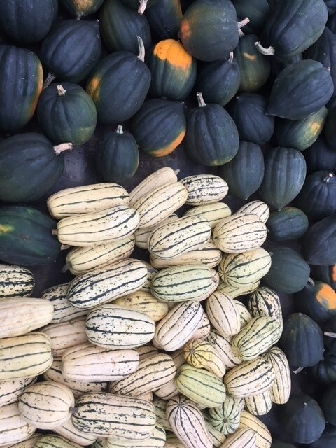 Winter Squash for the CSA