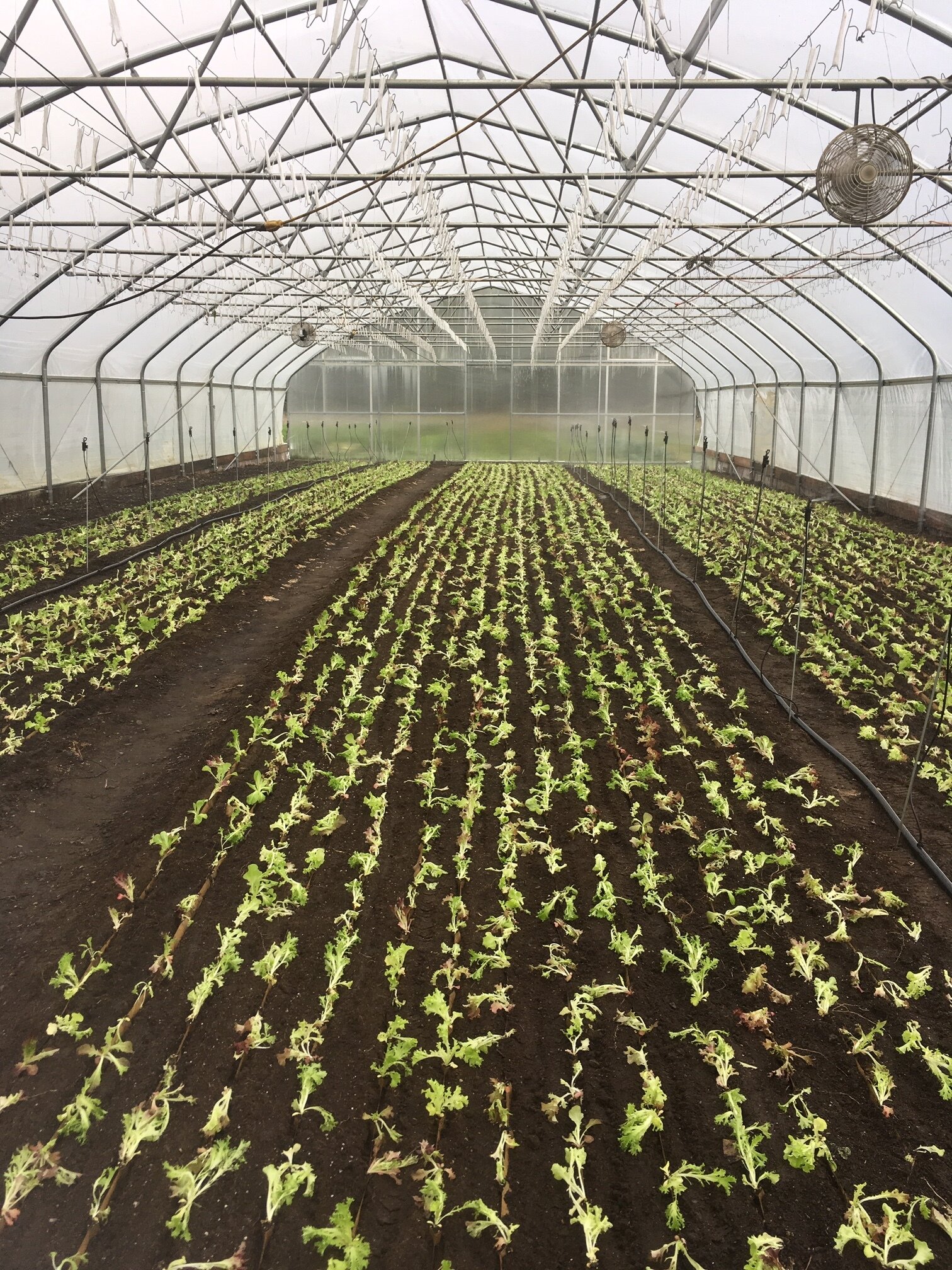 Lettuce newly transplanted