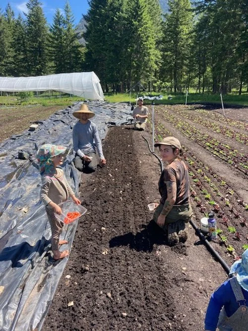 Crew carrot seeding.jpeg
