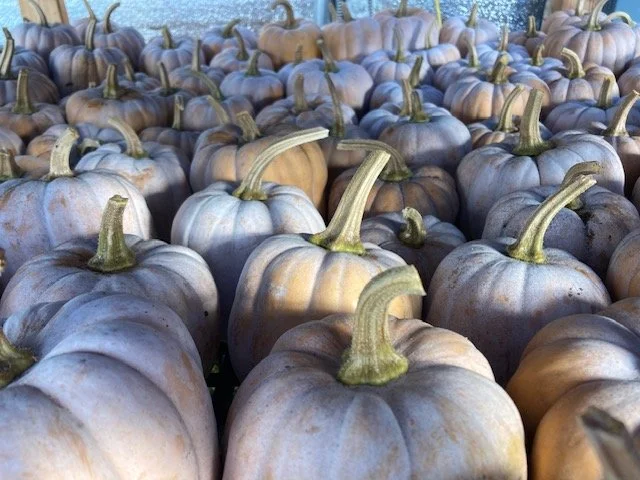 autumn frost up close.jpg