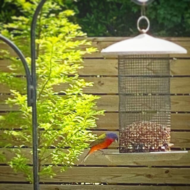 The majestic Painted Bunting